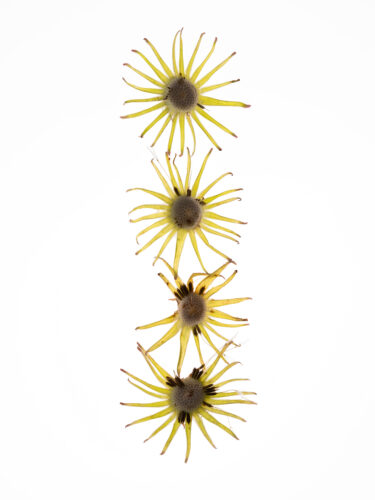 Sergiy Barchuk, Dandelions, 2025